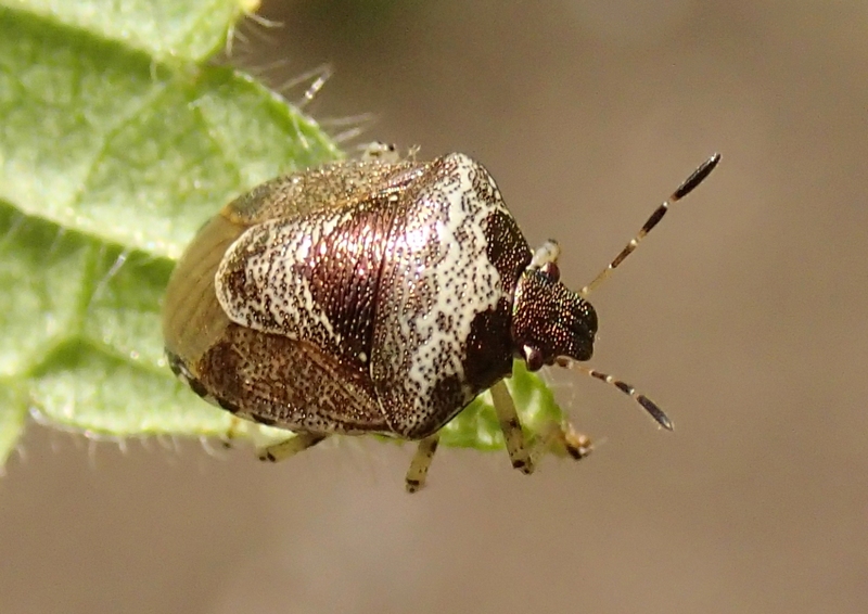 Pentatomidae: Eysarcoris venustissimus del Veneto (TV)